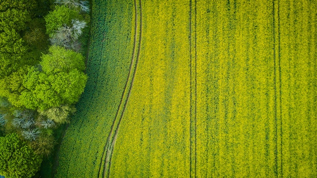 pexels-stephan-müller-753869