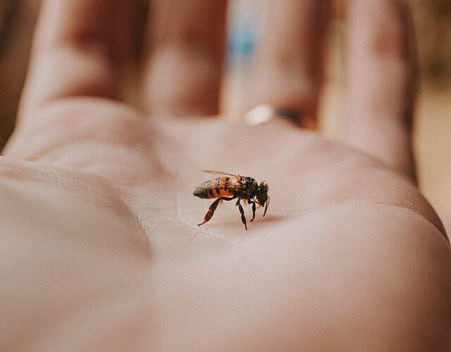 Czym jest zwalczanie os