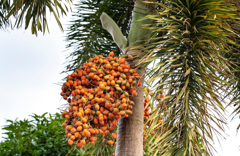Mango – Najsmaczniejsze tropikalne owoce które musisz spróbować